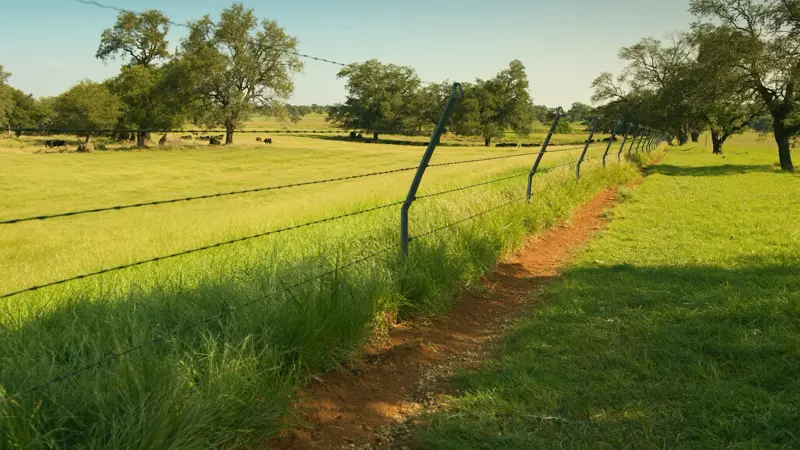 Barbed wire cattle fence on T-posts in an Oklahoma pasture